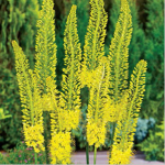 Yellow Foxtail Lily