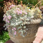 Mixed Succulents in Pot