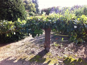 Espaliered Apple Tree