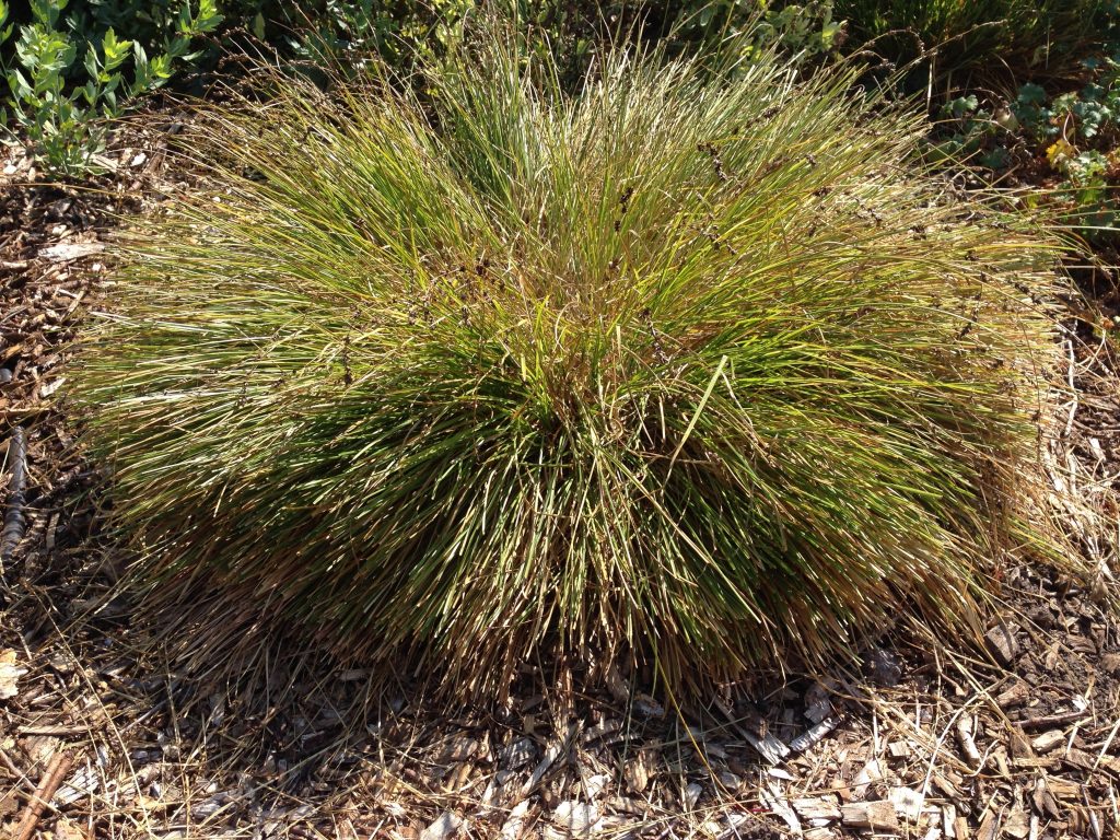 Grasses & Sedges in the Landscape | ongardening.com