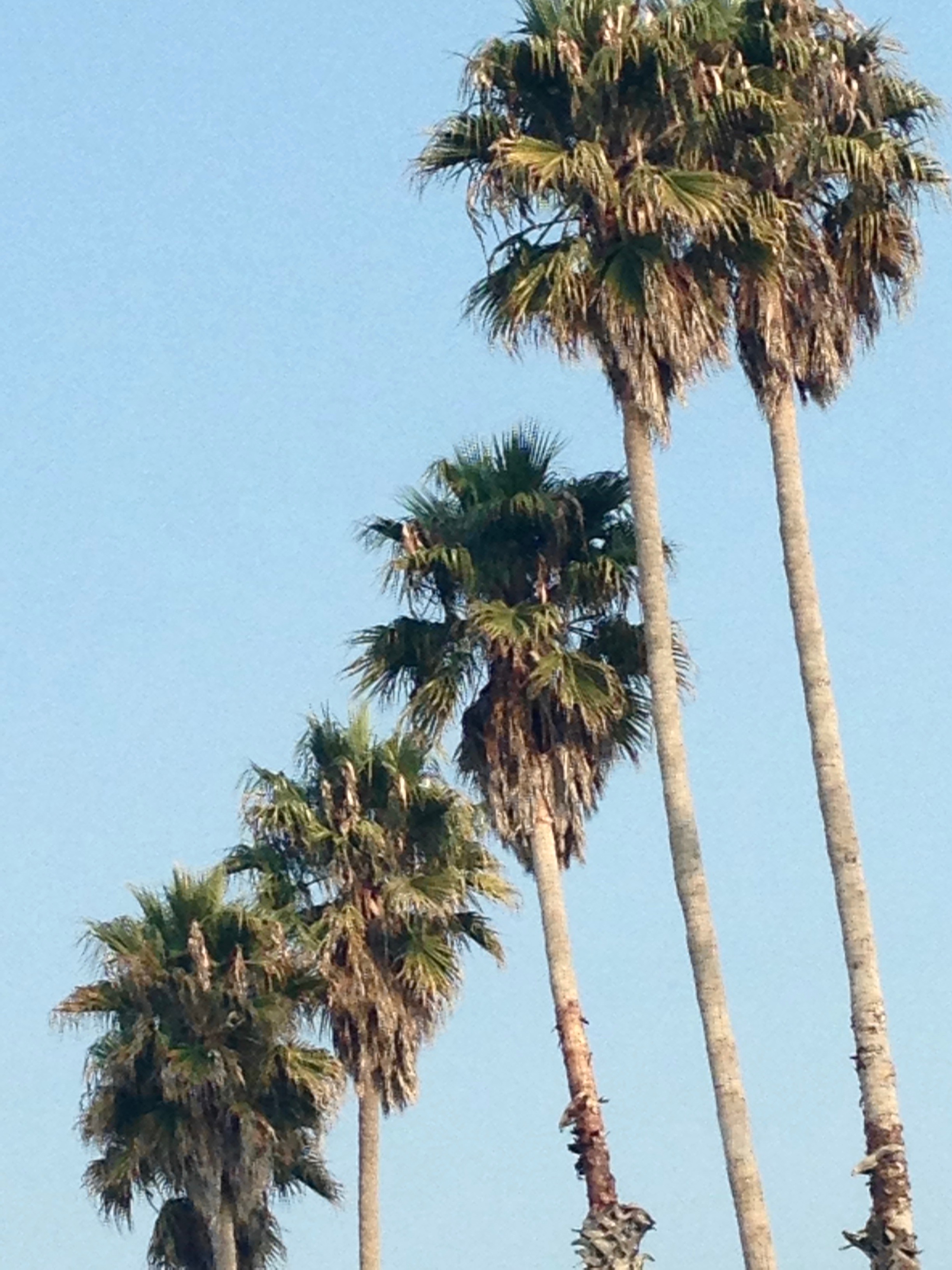 Palm Trees of Santa Cruz | ongardening.com